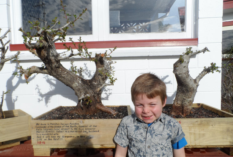 hawthorn bonsai yamadori